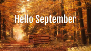 Hello September Fall Forest Path Wallpaper