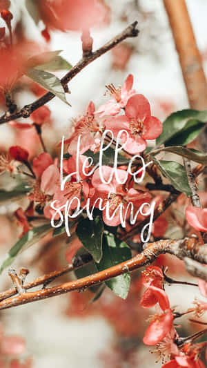 Hello Spring Blossoms Wallpaper