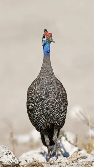 Helmeted Guineafowl Standing Wallpaper
