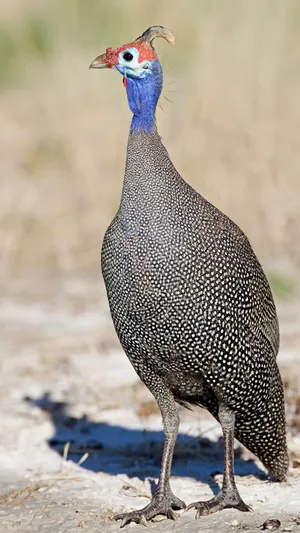 Helmeted Guineafowl Standing Wallpaper