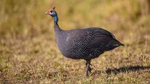 Helmeted Guineafowlin Grassland.jpg Wallpaper