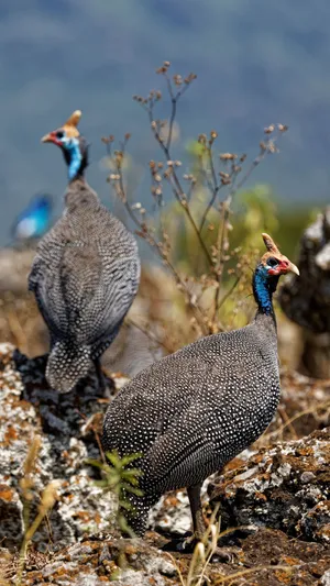 Helmeted Guineafowlin Habitat.jpg Wallpaper