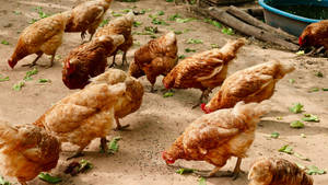 Hens On The Ground Wallpaper