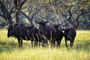 Herd Of Blue Oxen Wallpaper