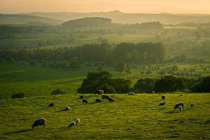 Herd Of Sheep On Meadow Wallpaper