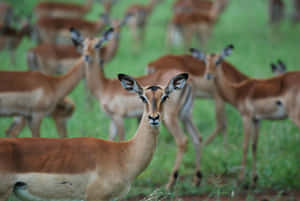 Herdof Antelopesin Grassland.jpg Wallpaper