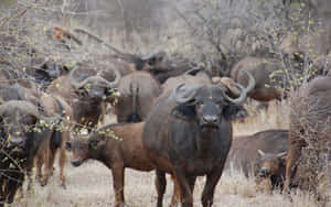 Herdof Water Buffaloesin Wild Wallpaper