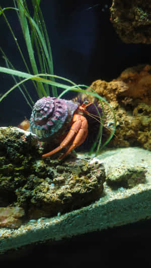 Hermit_ Crab_in_ Aquatic_ Habitat.jpg Wallpaper