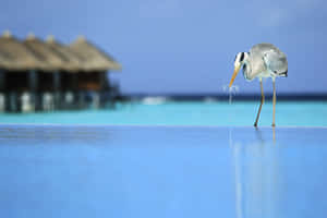 Heron At Waterfront Resort.jpg Wallpaper