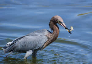 Heron Catching Fish.jpg Wallpaper