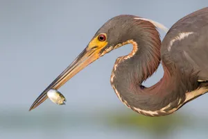 Heron Catching Fish Wallpaper