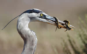 Heron Catching Snake Wallpaper