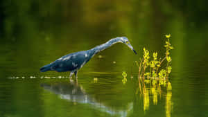 Heron Huntingin Tranquil Waters.jpg Wallpaper