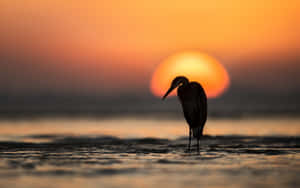 Heron Silhouetteat Sunset Wallpaper