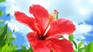 Hibiscus Close-up Shot Wallpaper