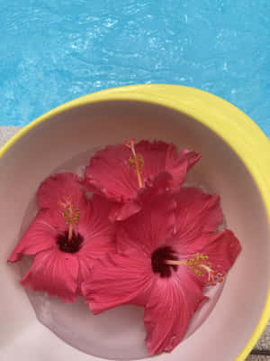 Hibiscus Flowers Floating Water Bowl Wallpaper