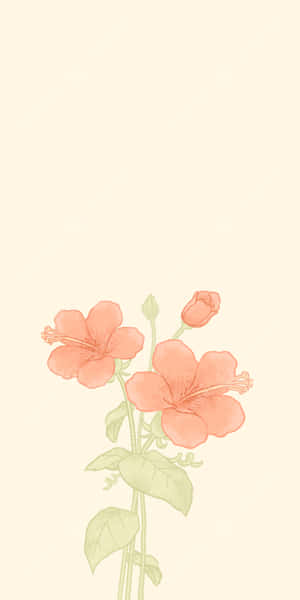 Hibiscus Illustration Aesthetic Wallpaper