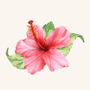 Hibiscus Watercolor Painting Wallpaper