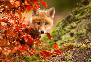 Hiding Baby Fox Wallpaper