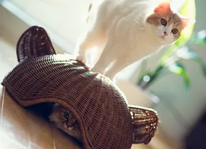 Hiding Cute Cat Pfp Wallpaper