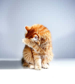 Hiding Ginger Cute Cat Pfp Wallpaper