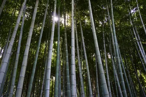 High Green Bamboo 4k Plants Wallpaper