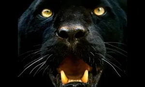 High Quality Black Leopard Wallpaper
