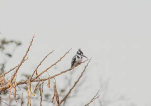 High Resolution Desktop Bird Wallpaper