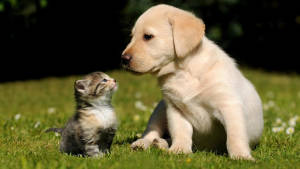 High Resolution Desktop Dog And Cat Wallpaper