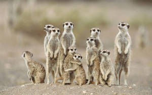 High Resolution Desktop Meerkat Group Wallpaper