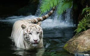 High Resolution Desktop White Tiger Wallpaper