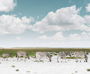 High Resolution Desktop Zebras Wallpaper