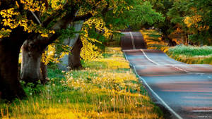 High Resolution Trees By Road Wallpaper