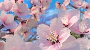 High Rise Buildings With Shining Christmas Decorations Wallpaper