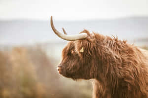 Highland Cattle Profile Western Aesthetic.jpg Wallpaper