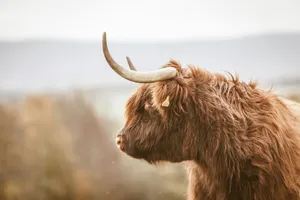 Highland Cattle Profile Western Aesthetic.jpg Wallpaper
