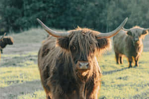 Highland Cattlein Sunset Glow Wallpaper