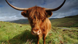 Highland Cow Close Up Wallpaper