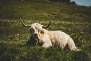 Highland Cow Restingin Meadow.jpg Wallpaper