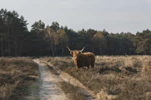 Highland Cowon Forest Path Wallpaper