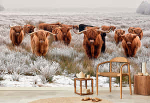 Highland Cowsin Frosty Field Interior Design Contrast.jpg Wallpaper