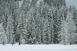 Hikers Along Snowy Nordic Forest Wallpaper