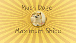 Hilarious Chats Between A Puppy And A Kitten Wallpaper