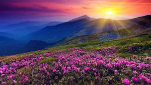 Hills Filled With Purple Flowers Wallpaper