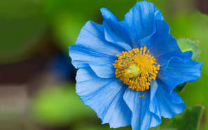 Himalayan Blue Poppy Wallpaper