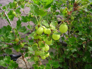 Hinnonmaki Green Gooseberry Garden Wallpaper