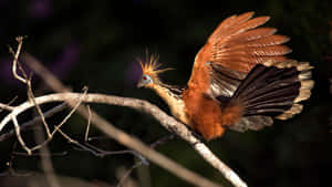 Hoatzin_ Bird_ Displaying_ Feathers Wallpaper