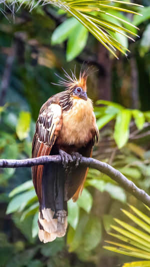 Hoatzin_ Bird_ Perched_in_ Natural_ Habitat.jpg Wallpaper