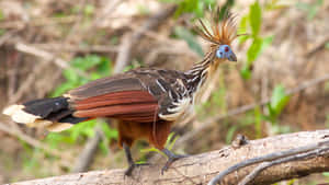 Hoatzin_ Bird_ Perched_ On_ Branch.jpg Wallpaper