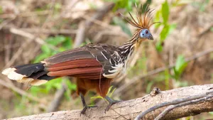Hoatzin_ Bird_ Perched_ On_ Branch.jpg Wallpaper